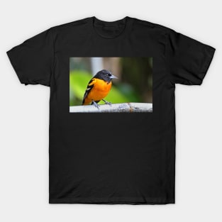 Baltimore Oriole T-Shirt